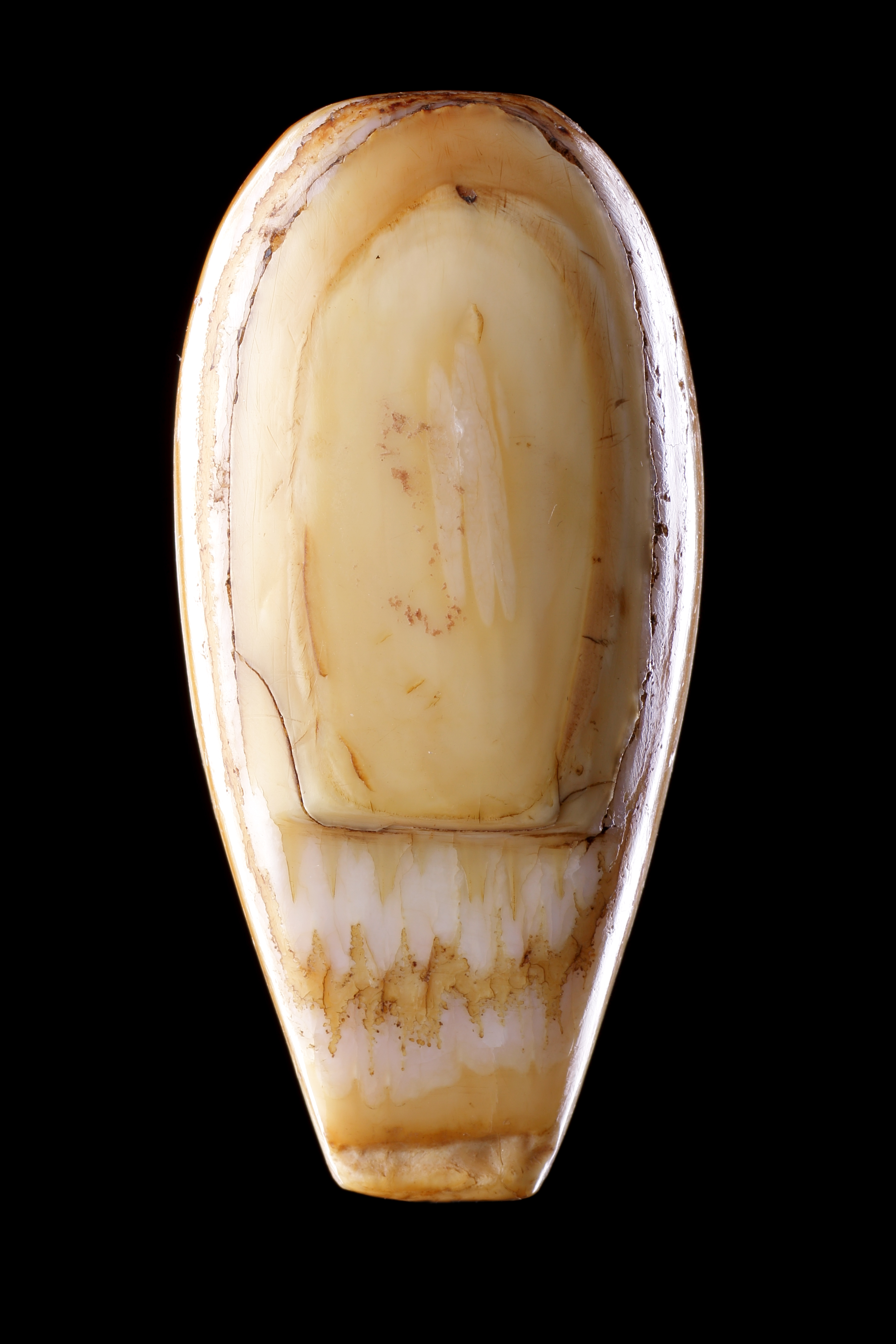 Ancient Inuit Walrus Ivory Fishing Weight 
